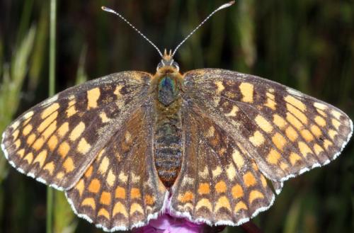 Réf. 322 869 : Melitaea phoebe
